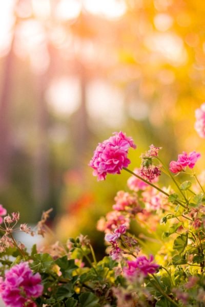 Outdoor Summer Space