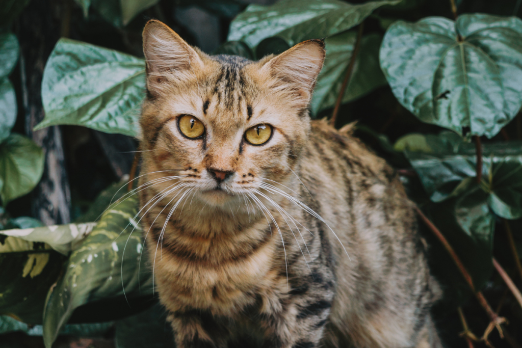 Cat Safe Indoor Plants