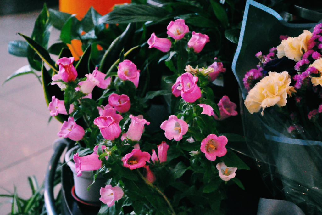 Annual Biennial Perennial Plants