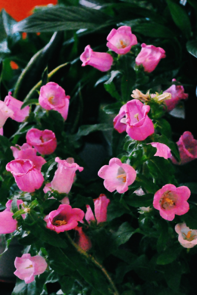 Annual Biennial Perennial Plants