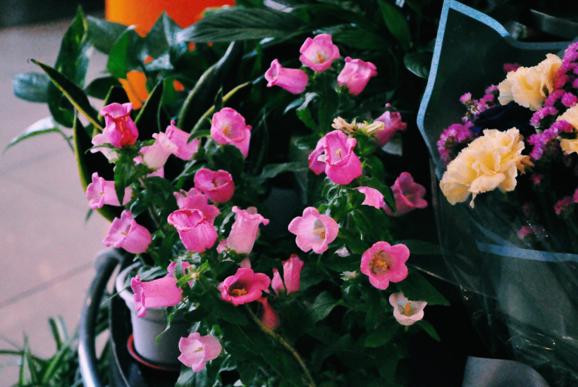 Annual Biennial Perennial Plants