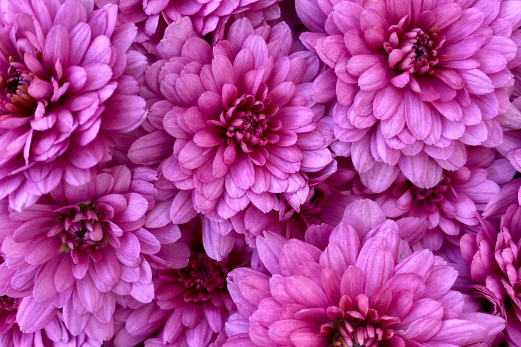 Fall Mums Last Longer