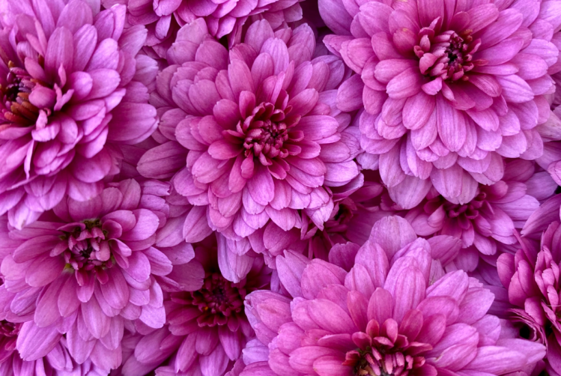 Fall Mums Last Longer