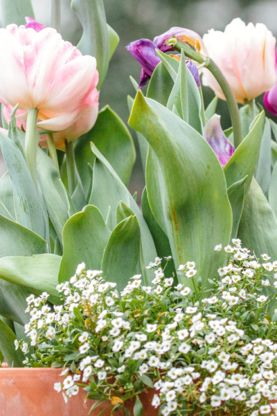 Front Porch Flower Pots