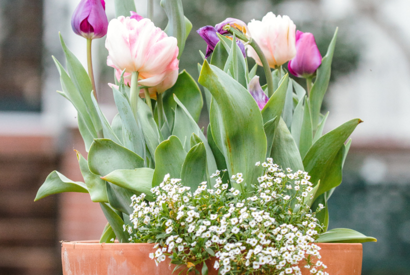 Front Porch Flower Pots