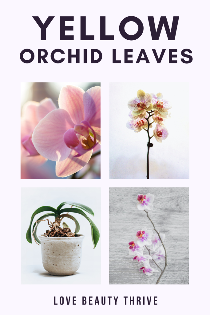 orchid leaves turning yellow