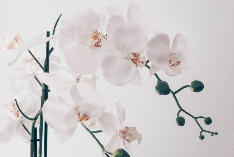 orchid leaves turning yellow