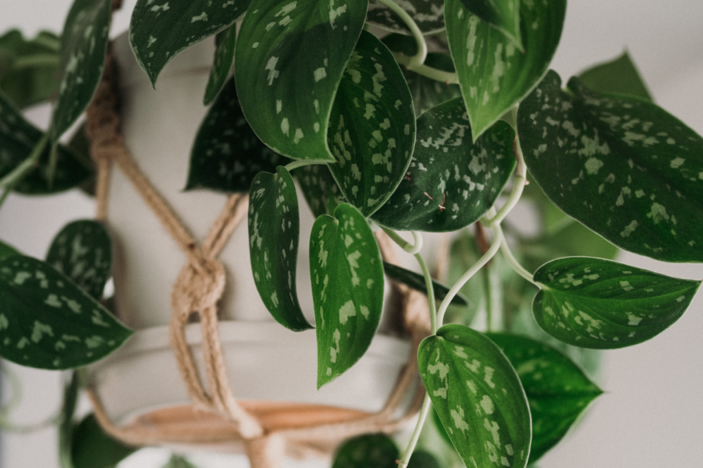 best hanging indoor plants for beginners