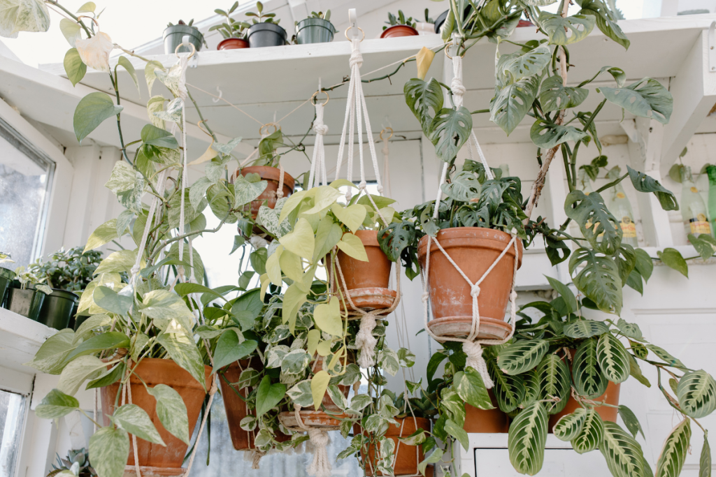 best hanging indoor plants for beginners