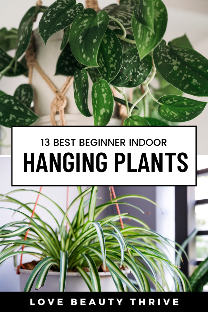 best hanging indoor plants for beginners