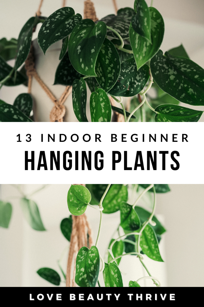 best hanging indoor plants for beginners